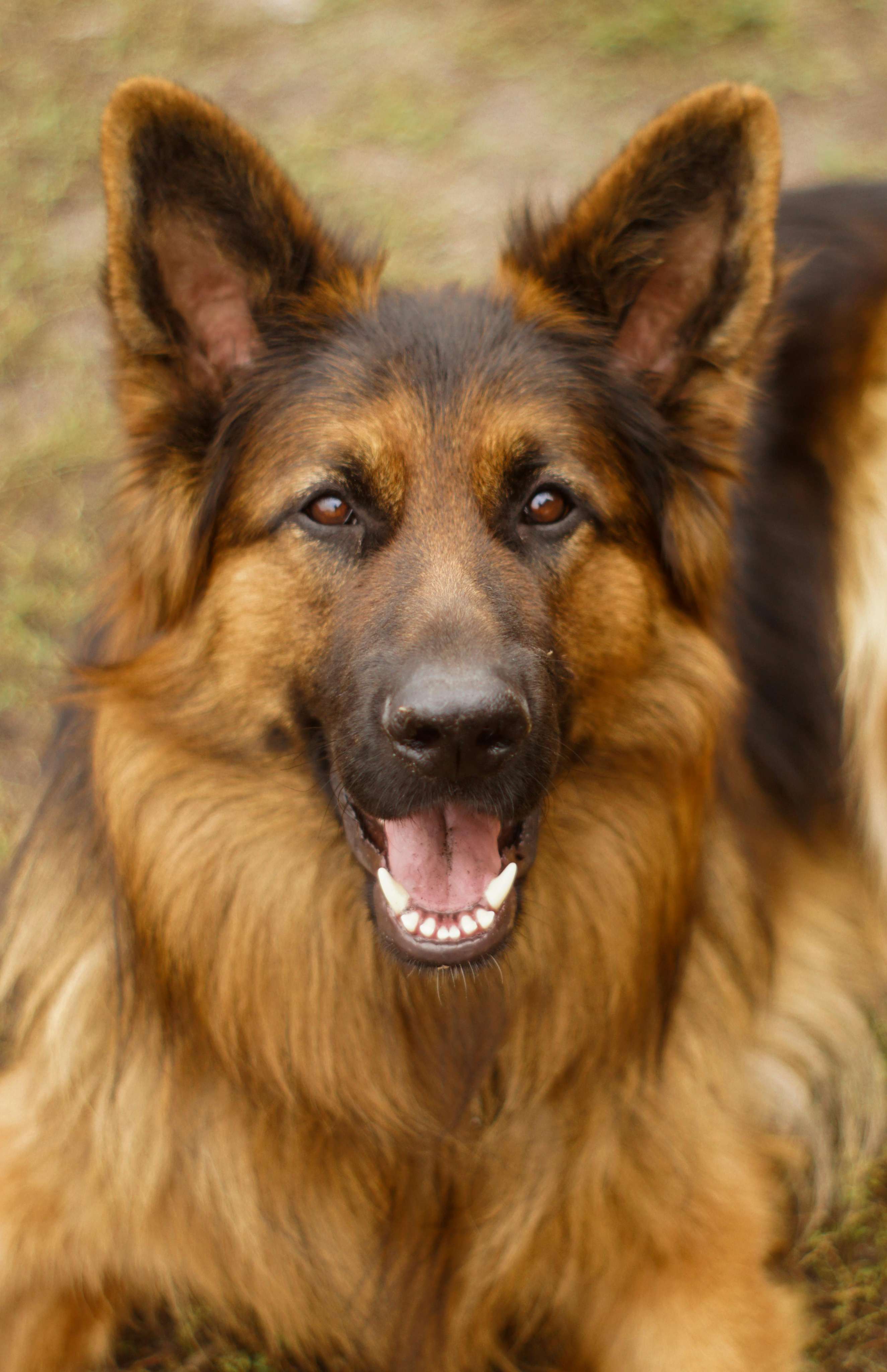 german shepherd & belgian malinois